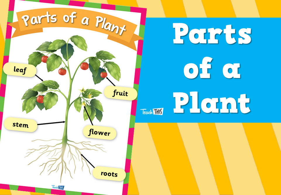 Parts of a Plant