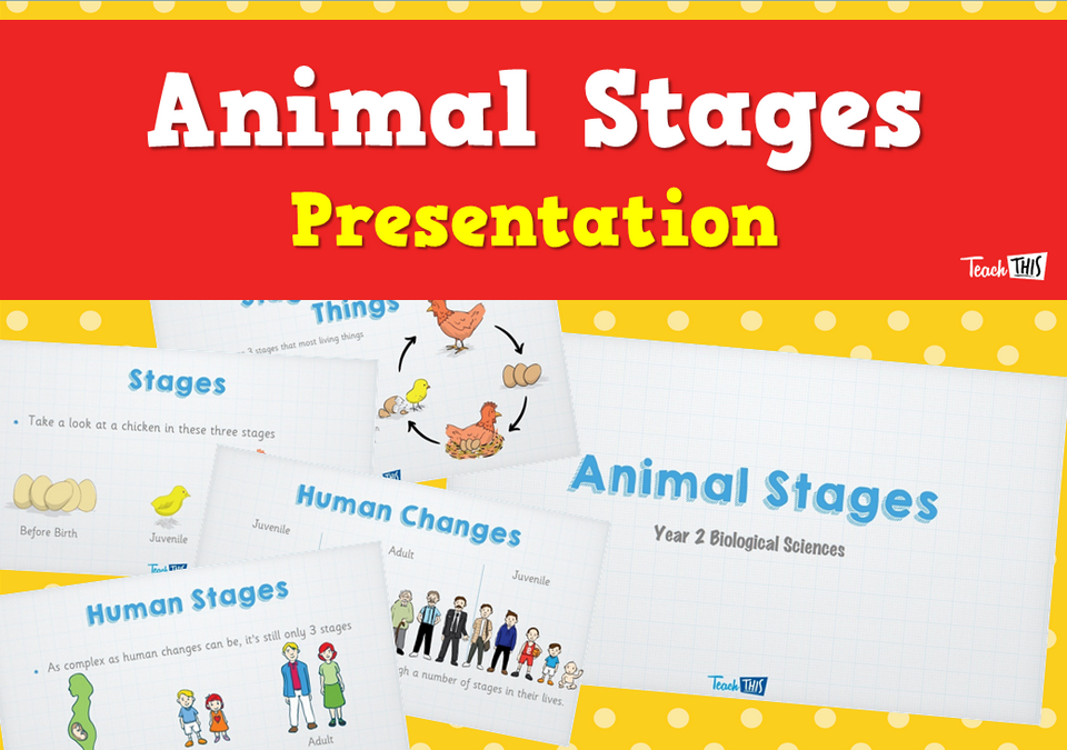 Animal Stages