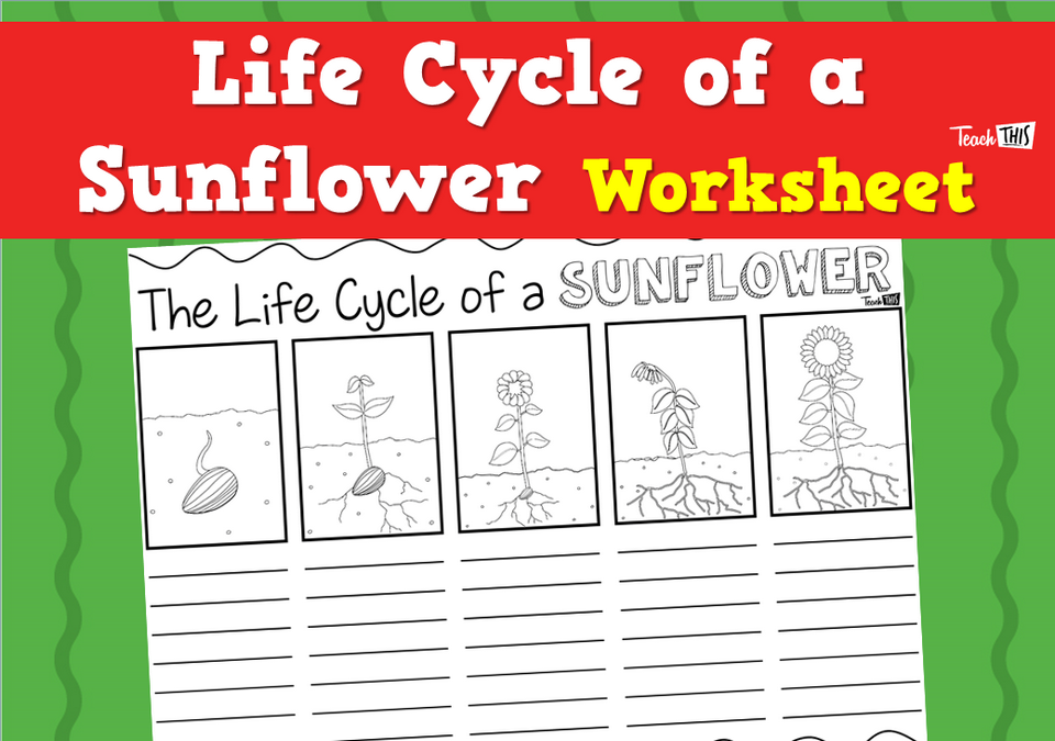 Life Cycle of a Sunflower Worksheet