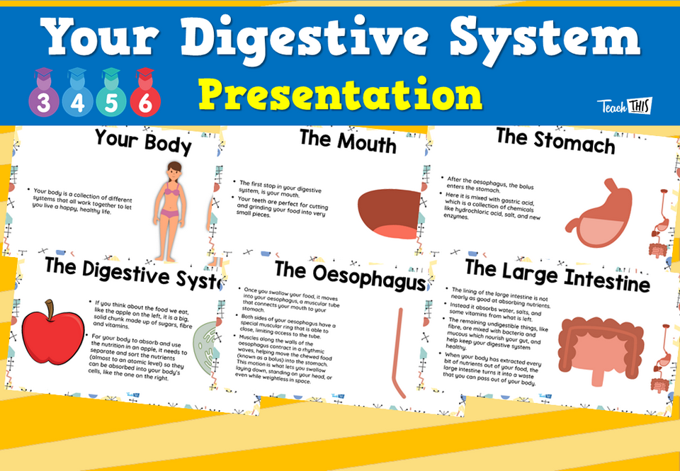 Your Digestive System - Presentation