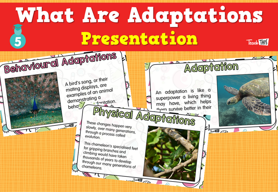 What Are Adaptations? - Presentation