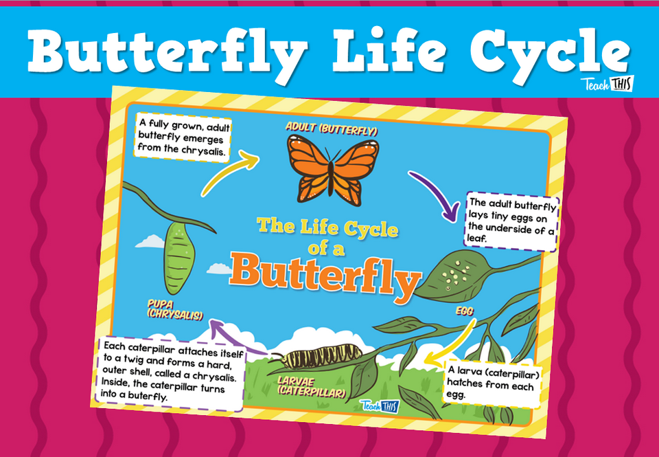 Butterfly Life Cycle