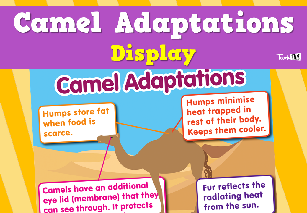 Camel Adaptations Display