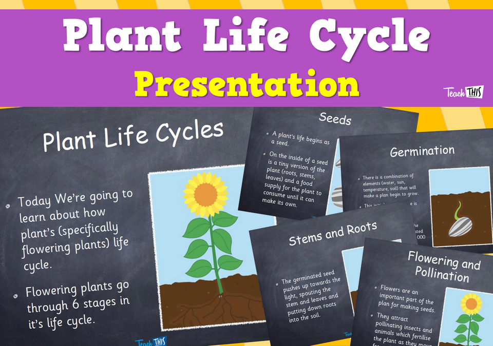 Plants Life Cycles - Presentation