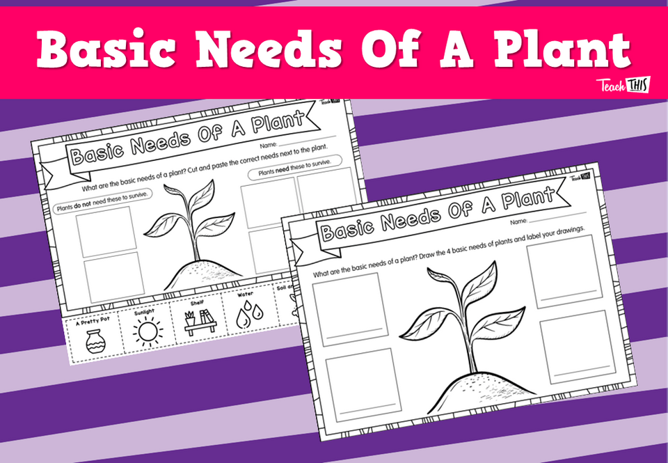 Basic Needs Of A Plant