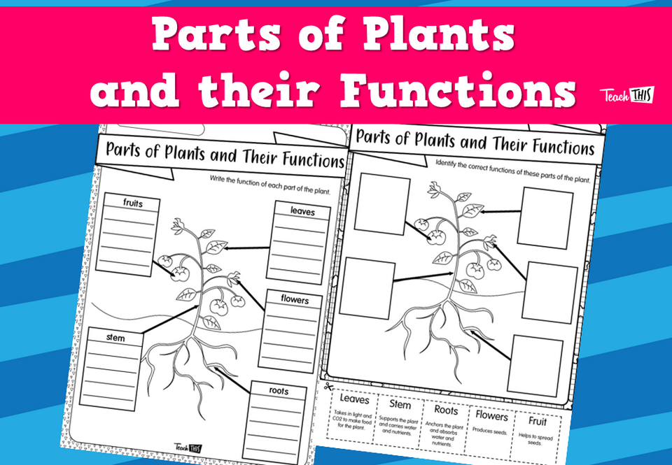 Parts of Plants and their Functions