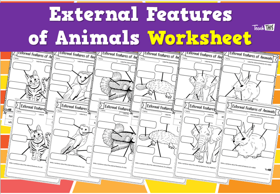 External Features of Animals Worksheet
