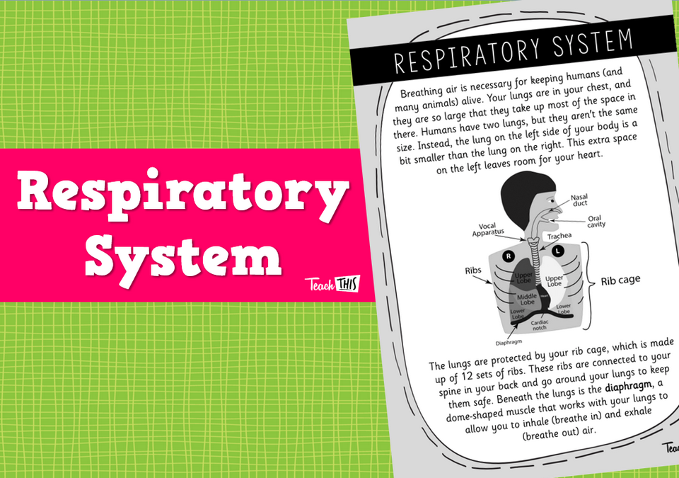 Respiratory System