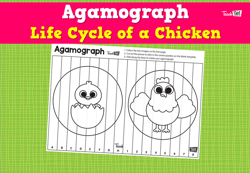 Agamograph- Life Cycle of a Chicken
