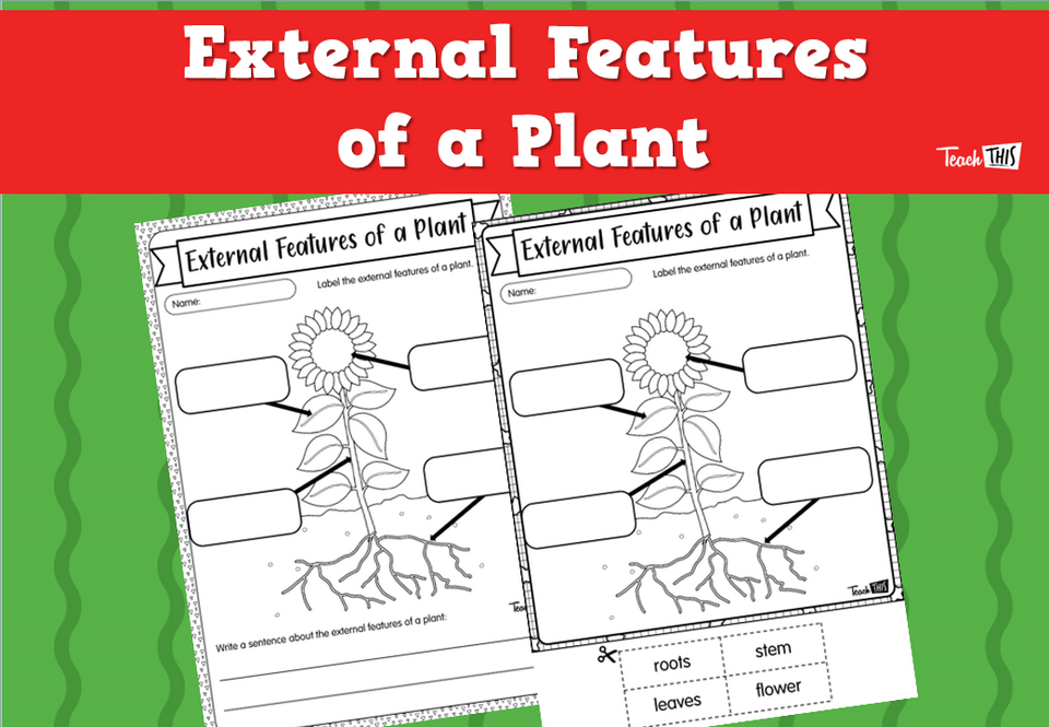 External Features of a Plant