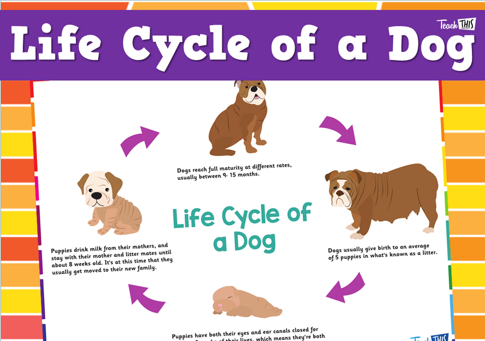 Life Cycle of a Dog