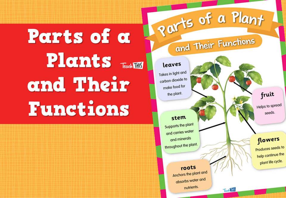 Parts of a Plants and Their Functions