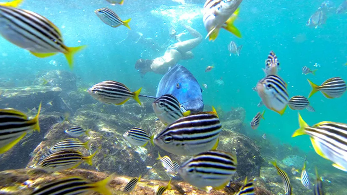 Snorkel Tour and Nature Walk Cityguide Sydney