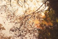 free mindfulness meditation