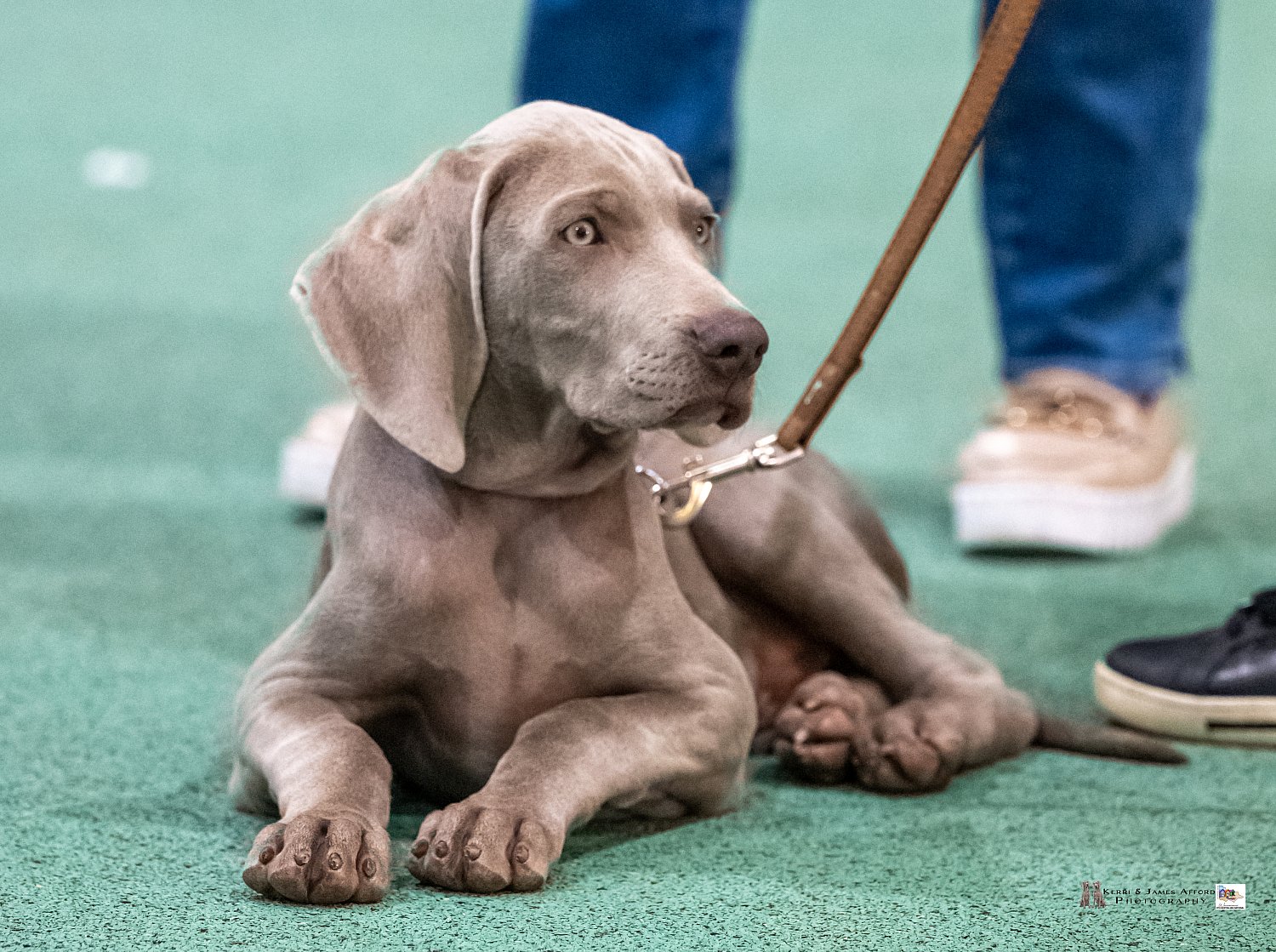 8th_Weimaraner_Nationals-3003.jpg