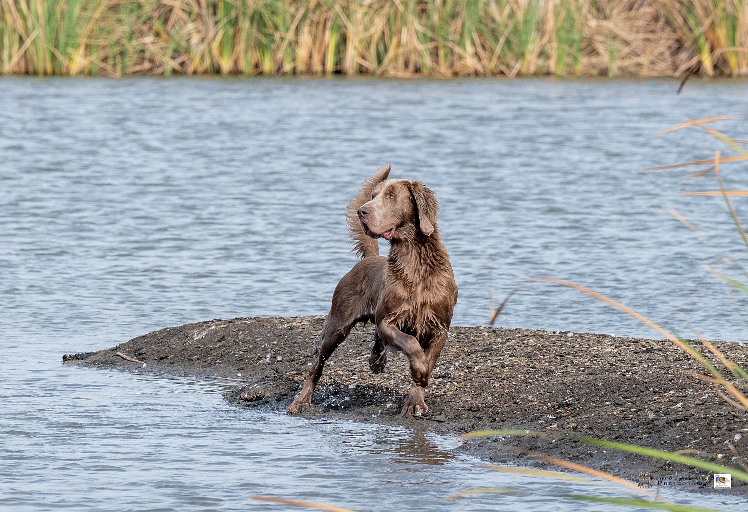 8th_Weimaraner_Nationals-7691.jpg