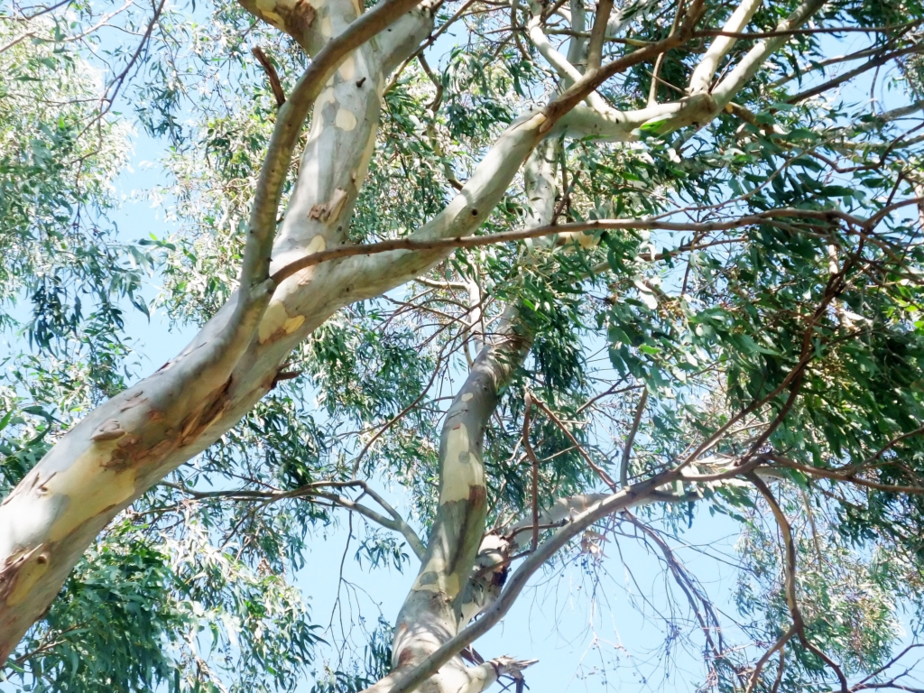 Land Group Hennessy Park Eucalypt Trees Mobile