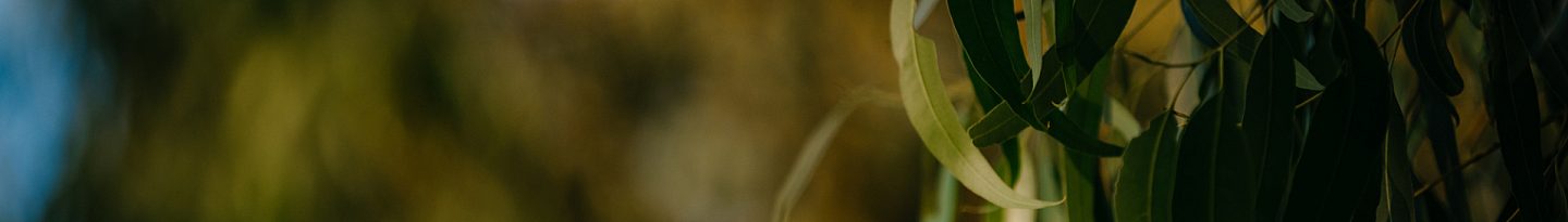 Enclave Nature Land For Sale Header Banner Desktop