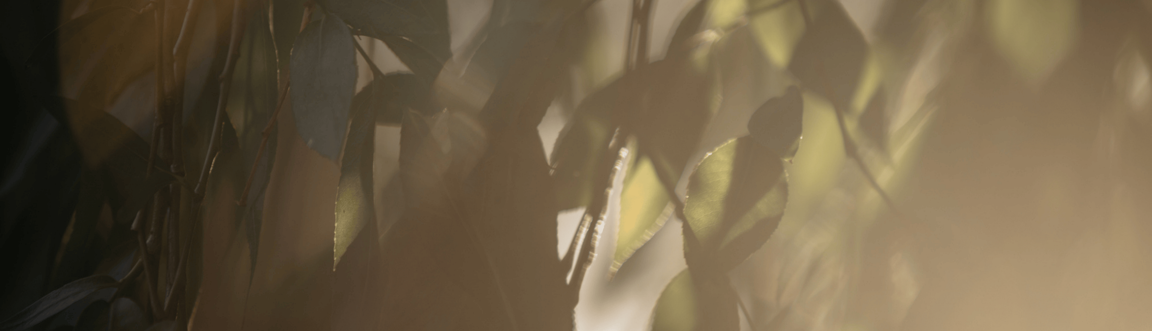 Enclave Hocking Lifestyle Nature Header Desktop