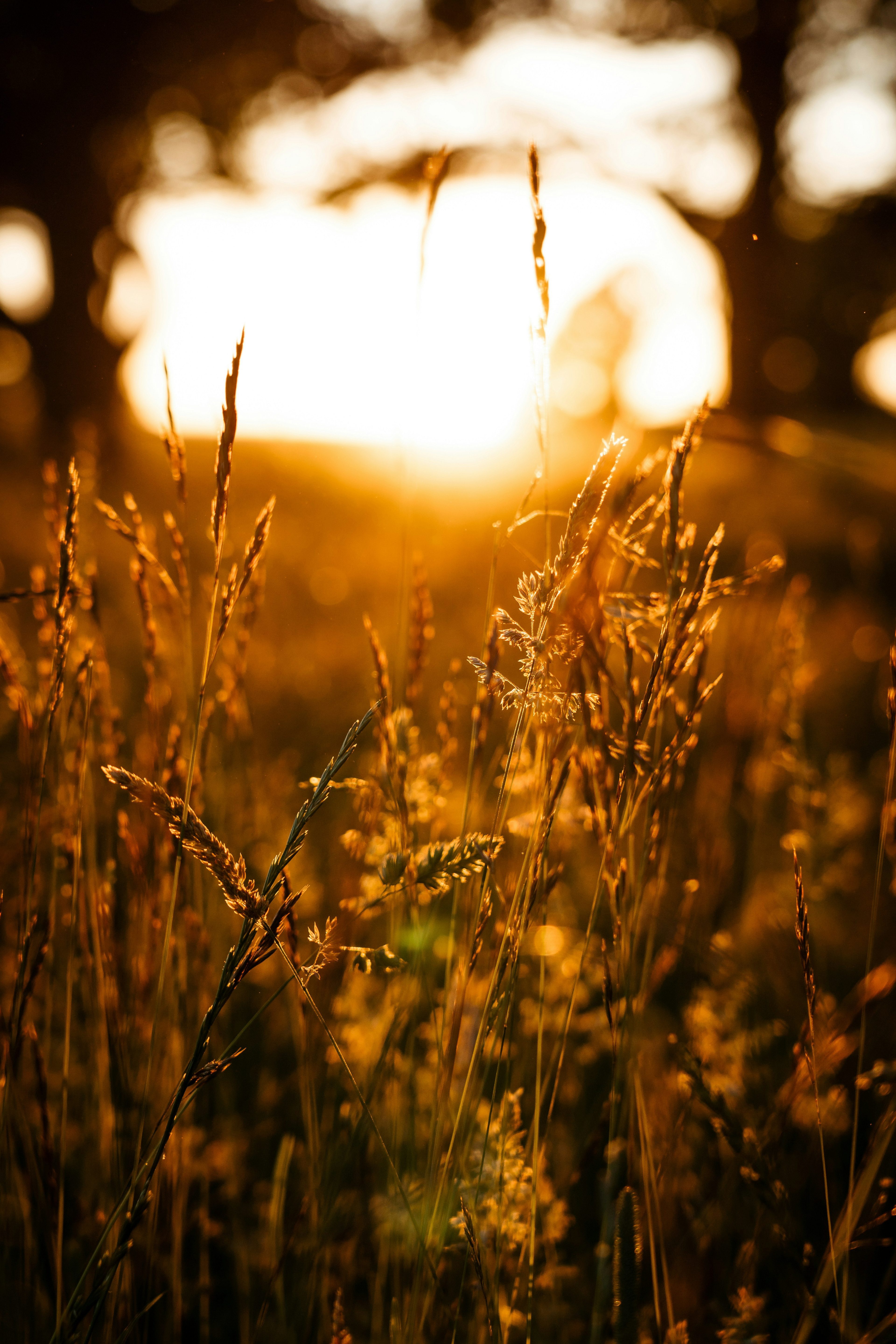 Land Group WA Hennessy Park Golden Light