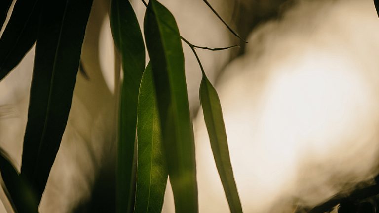 Enclave Hocking nature homepage banner desktop