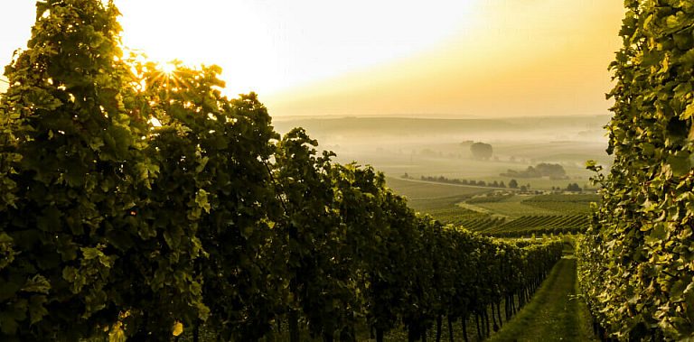 Lavalle land for sale header mobile