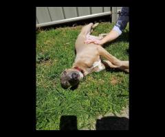 Trusted Veterinary Surgeons Near Keysborough - 2