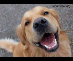 Dog Dental Care and Veterinary Dentist in Keysborough at Keysivet - 2