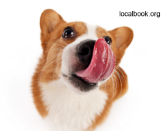 Dog Dental Care and Veterinary Dentist in Keysborough at Keysivet - 3