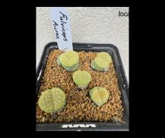 Bring Nature Home – Buy the Best Plants Online at PlantArk