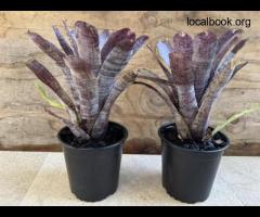Bring Nature Home – Buy the Best Plants Online at PlantArk - 2