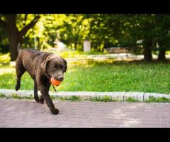 Indestructible Dog Ball Australia: The Best Dog Balls