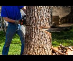 Budget-Friendly Tree Removal Service in Gold Coast - Tree Essence