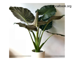 Plants Online in Australia