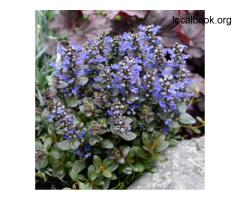 Plants Online in Australia - 2
