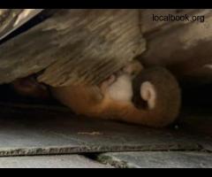 Possum Ranger - Possum removal Sydney - 2