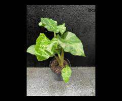 Stunning Alocasia Macrorrhizos – A Bold Tropical Statement - 2