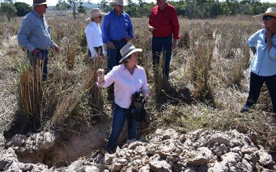 Being able to see what's above the ground and what's below the ground is very instructive. Christine Jones gets into the trenches to explain.