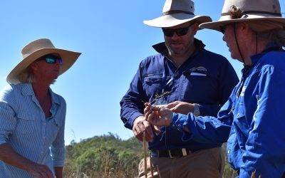 Workshops are the perfect place about pasture species and their advantages and constraints.