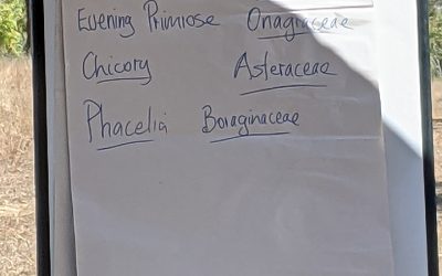 Identifying pasture species.