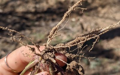 Keeping an eye on what's happening below the surface is just as important as monitoring pasture above the ground.