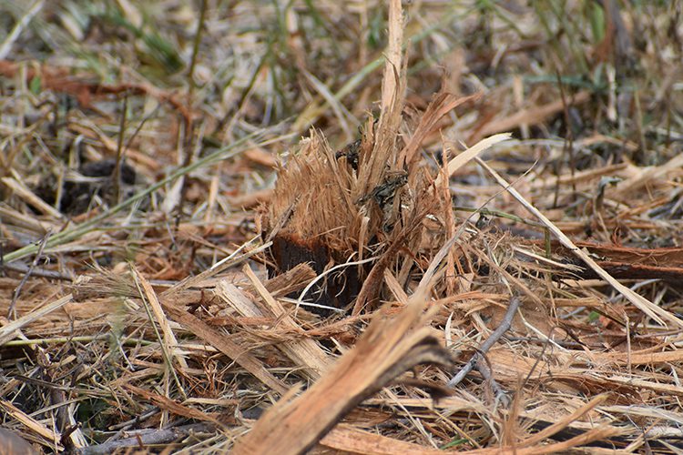 Results from using a excavator mulching head to remove woody weeds.