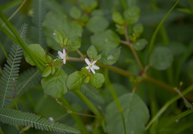z_MtP_ID__DSC1309_650x450