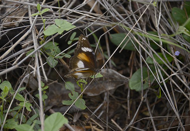 z_MtP_ID__DSC1309_650x450