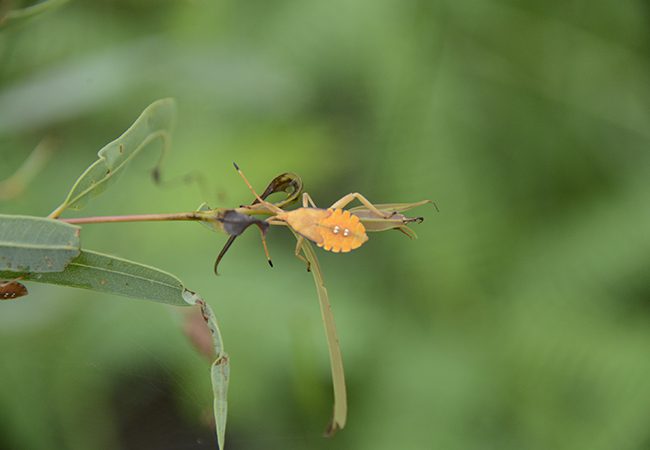 z_MtP_ID__DSC1309_650x450
