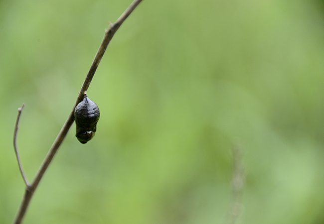 z_MtP_ID__DSC1309_650x450