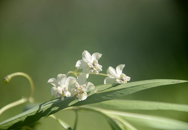 z_MtP_ID__DSC1309_650x450