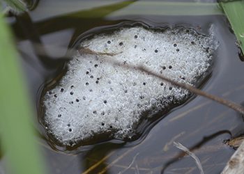 z_MtP_ID__DSC1309_650x450
