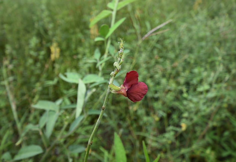 z_ID_DSC_0030_950x650