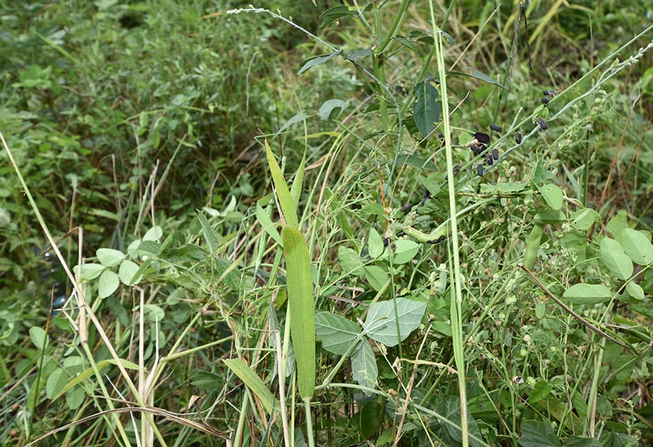 Plant diversity in a livestock grazing paddock.